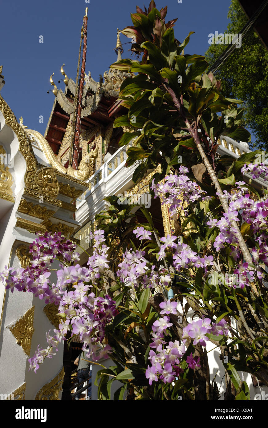 Dendrobium at Wat Phra That Doi Suthep Stock Photo
