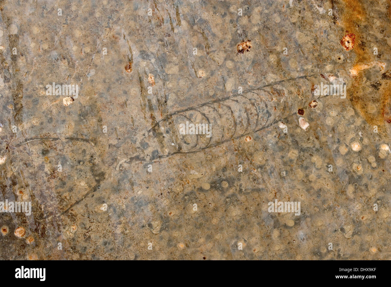 A marine nautiloid fossil from the Paleozoic era found in the Grand Canyon's Mississippian Redwall Limestone layers. Stock Photo