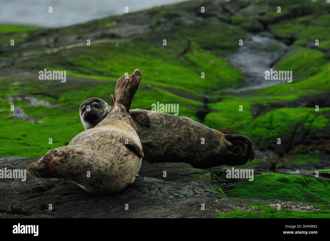 Colonia de focas en los mares de Escocia Stock Photo