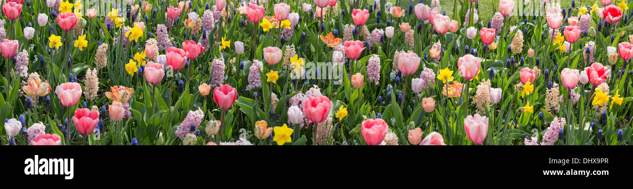 Netherlands, Lisse, Keukenhof gardens. Various colorful flowers. Panoramic view Stock Photo
