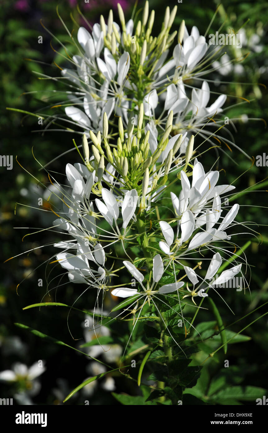 Spider plant Stock Photo