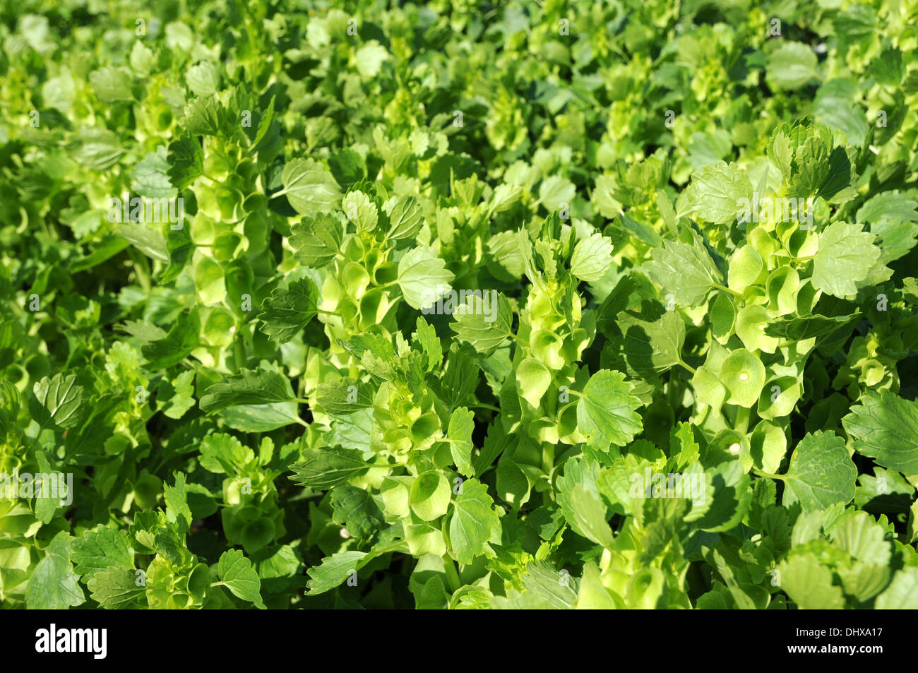 Shellflowers hi-res stock photography and images - Alamy
