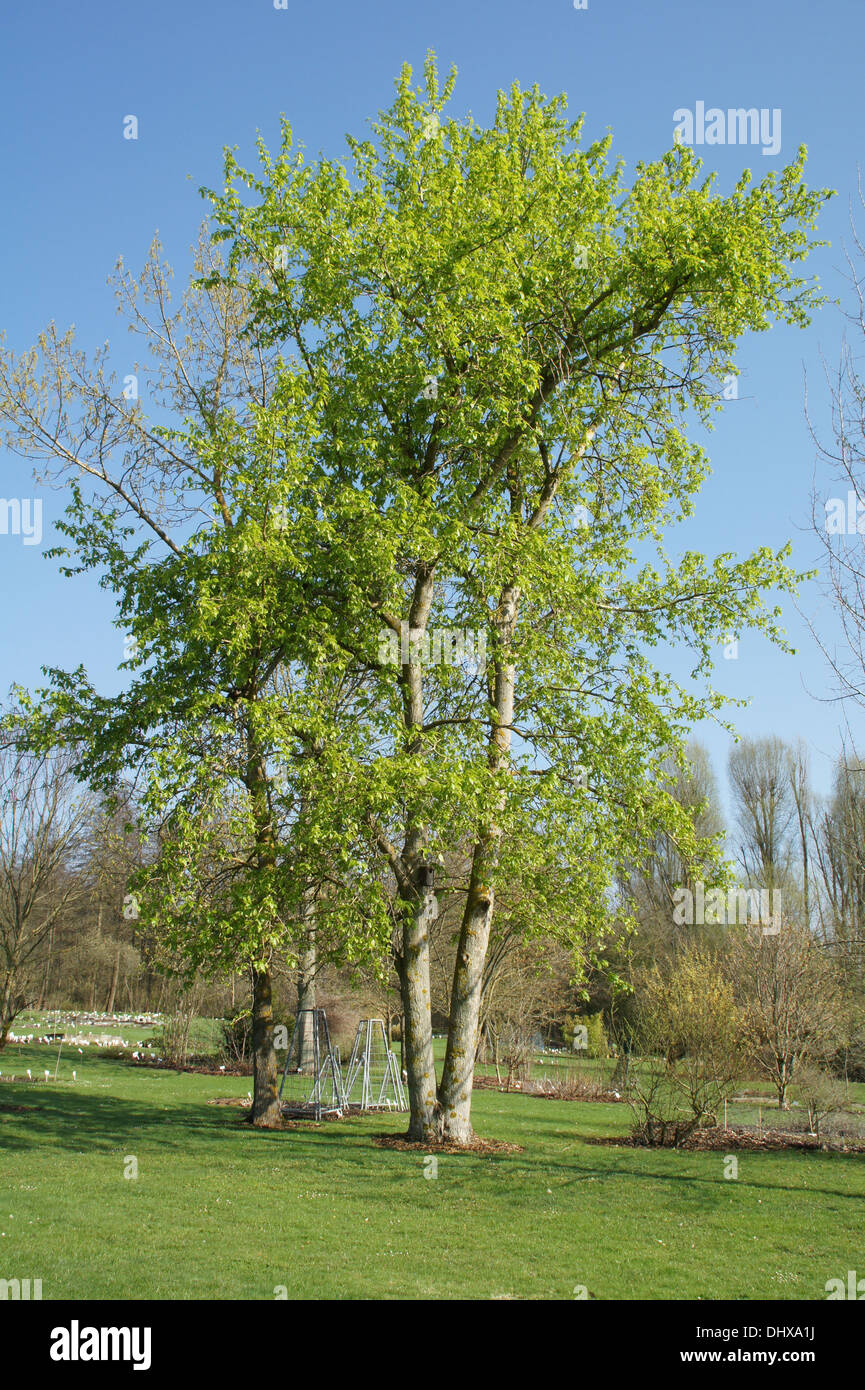 Pappelbaum hires stock photography and images Alamy