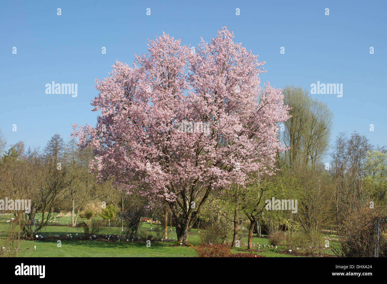 Mountain cherry Stock Photo: 62658908 - Alamy