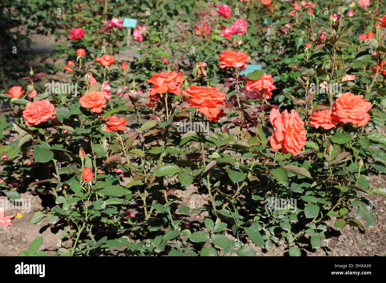 Hybrid-rose Stock Photo