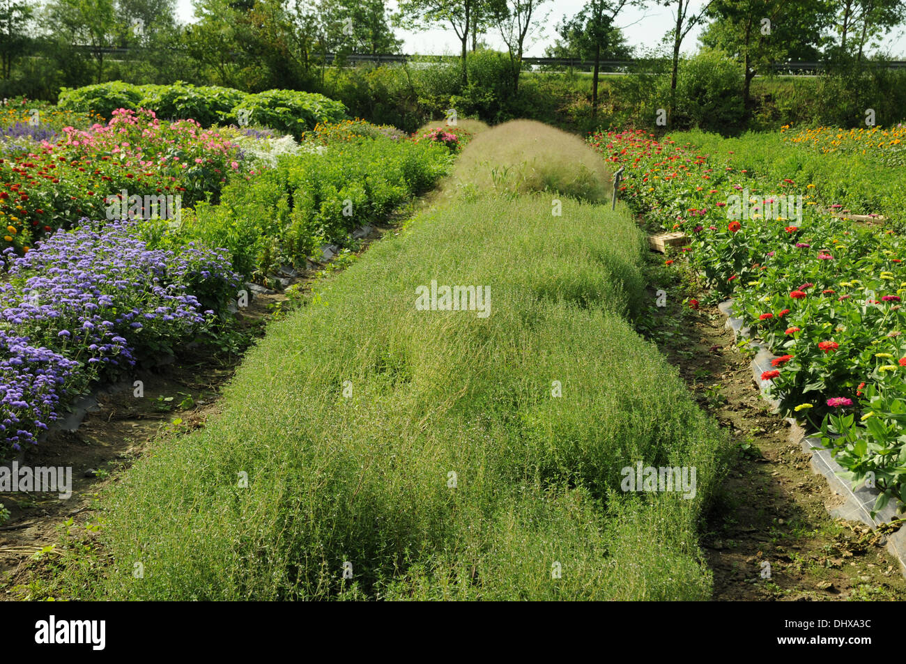Summer savory Stock Photo