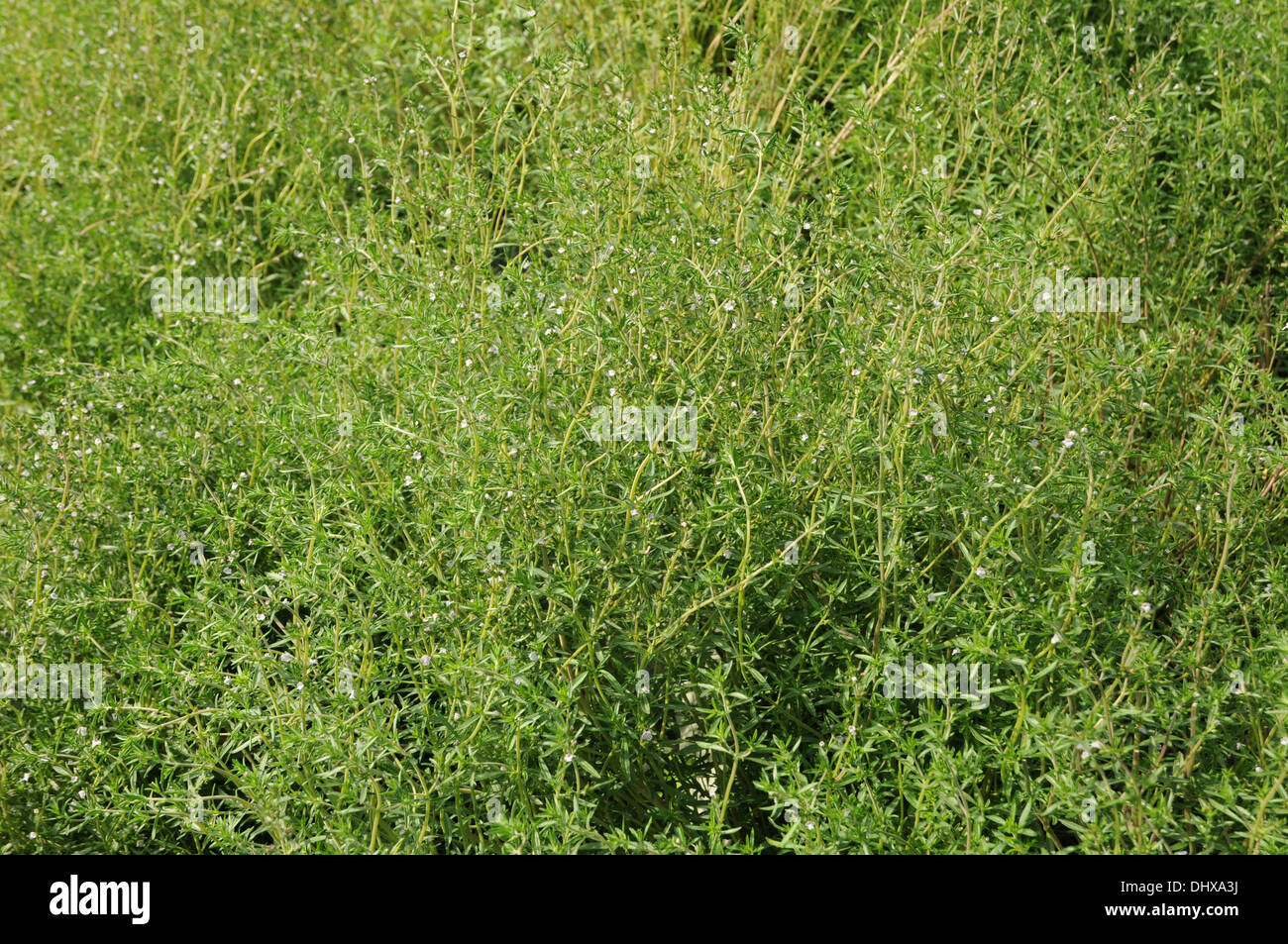 Summer savory Stock Photo