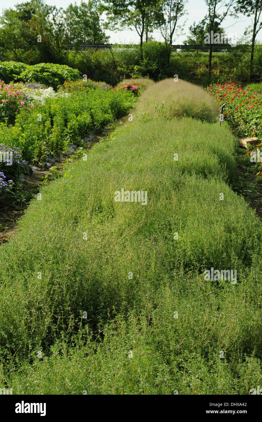 Summer savory Stock Photo