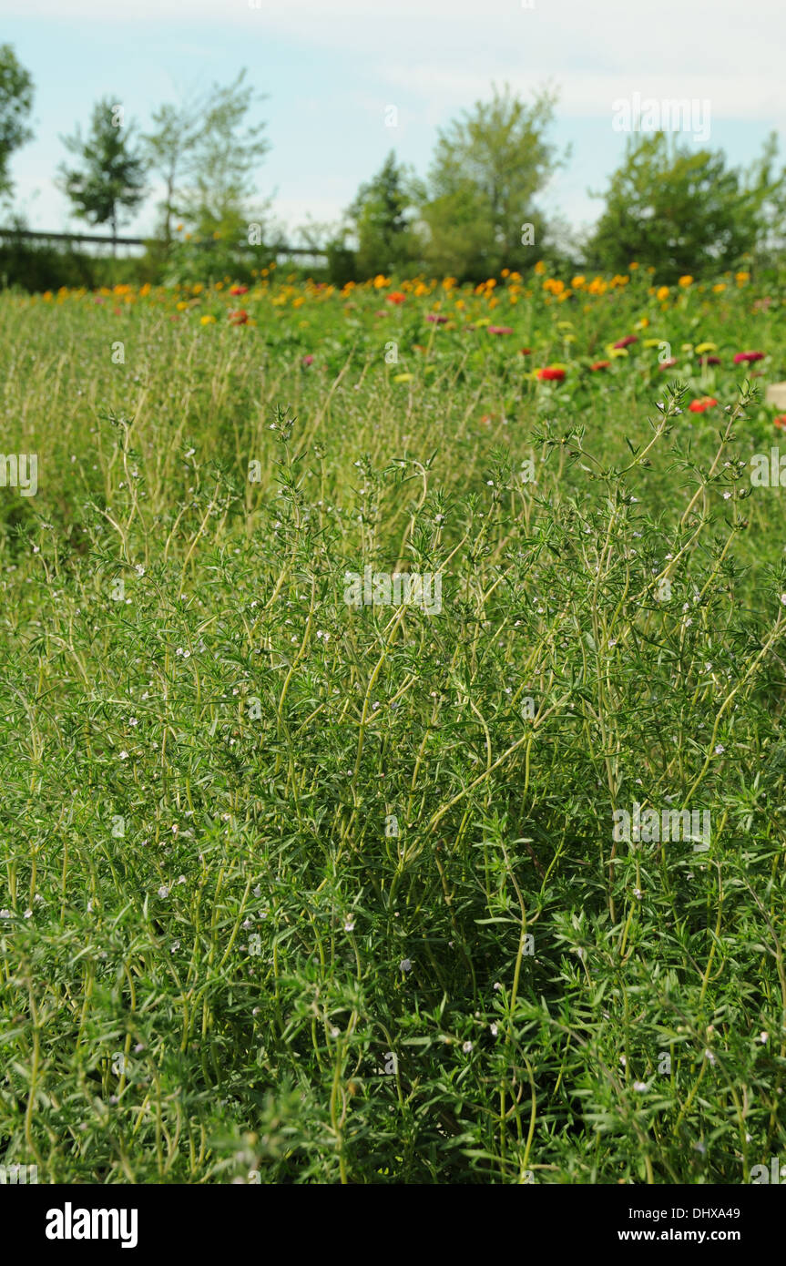 Summer savory Stock Photo