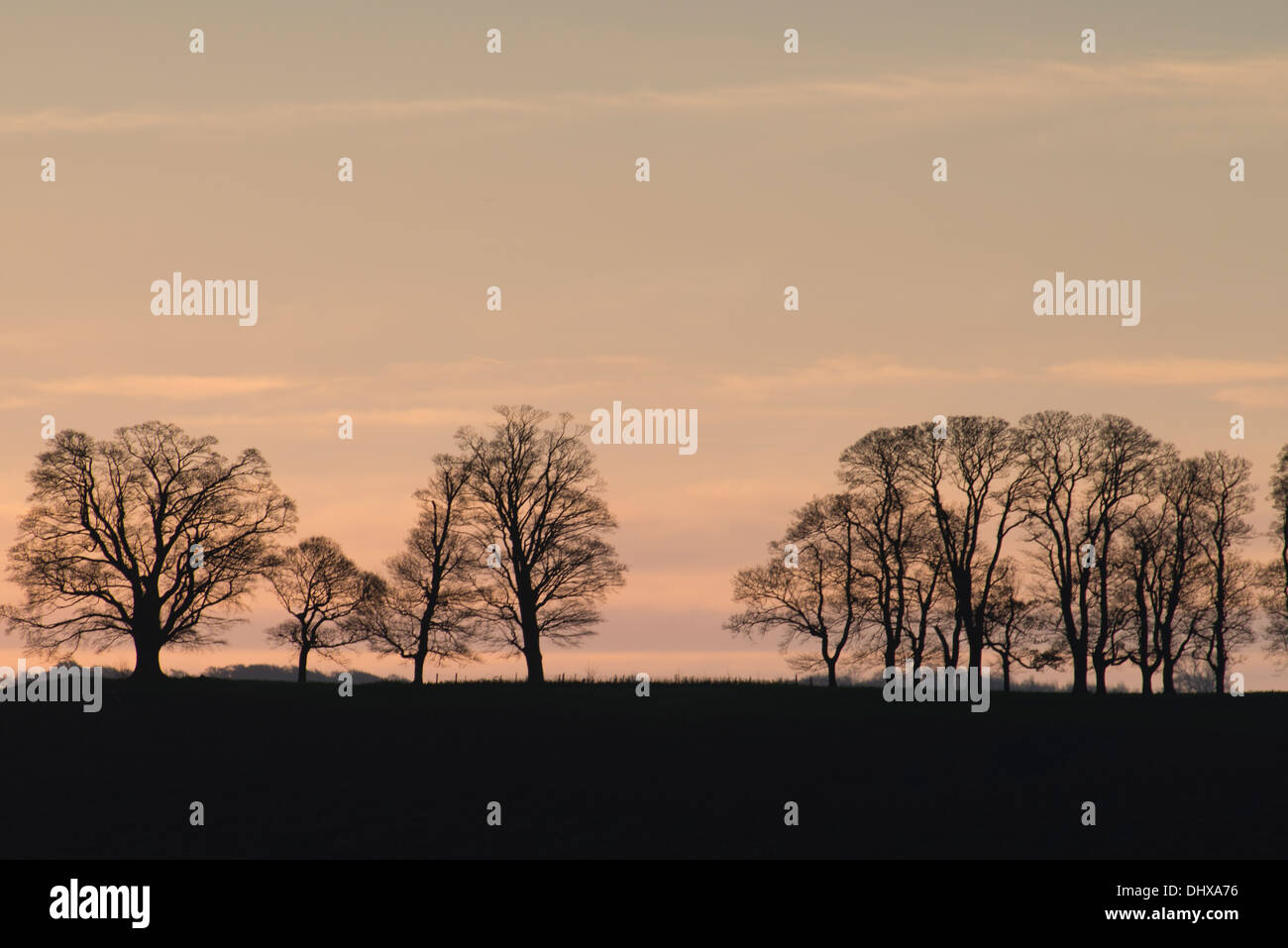 Close-up of Downham Hill ridge and trees in silhouette viewed from Peaked Down in an early morning autumn sunrise Stock Photo