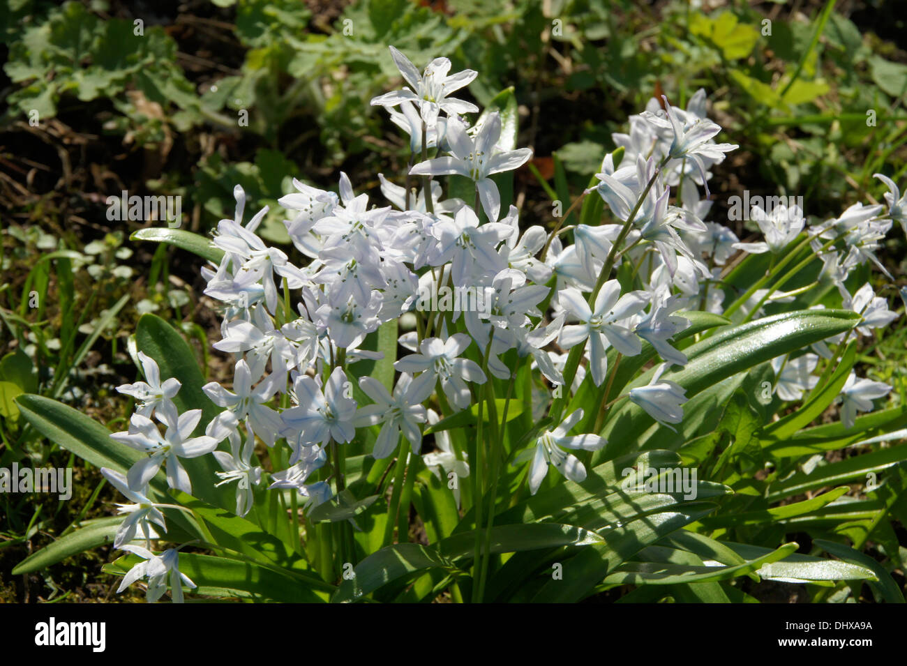 Striped squill Stock Photo