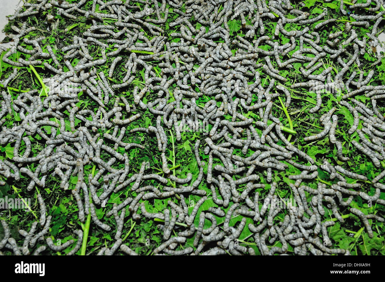 Silkworms on mulberry leaves Stock Photo