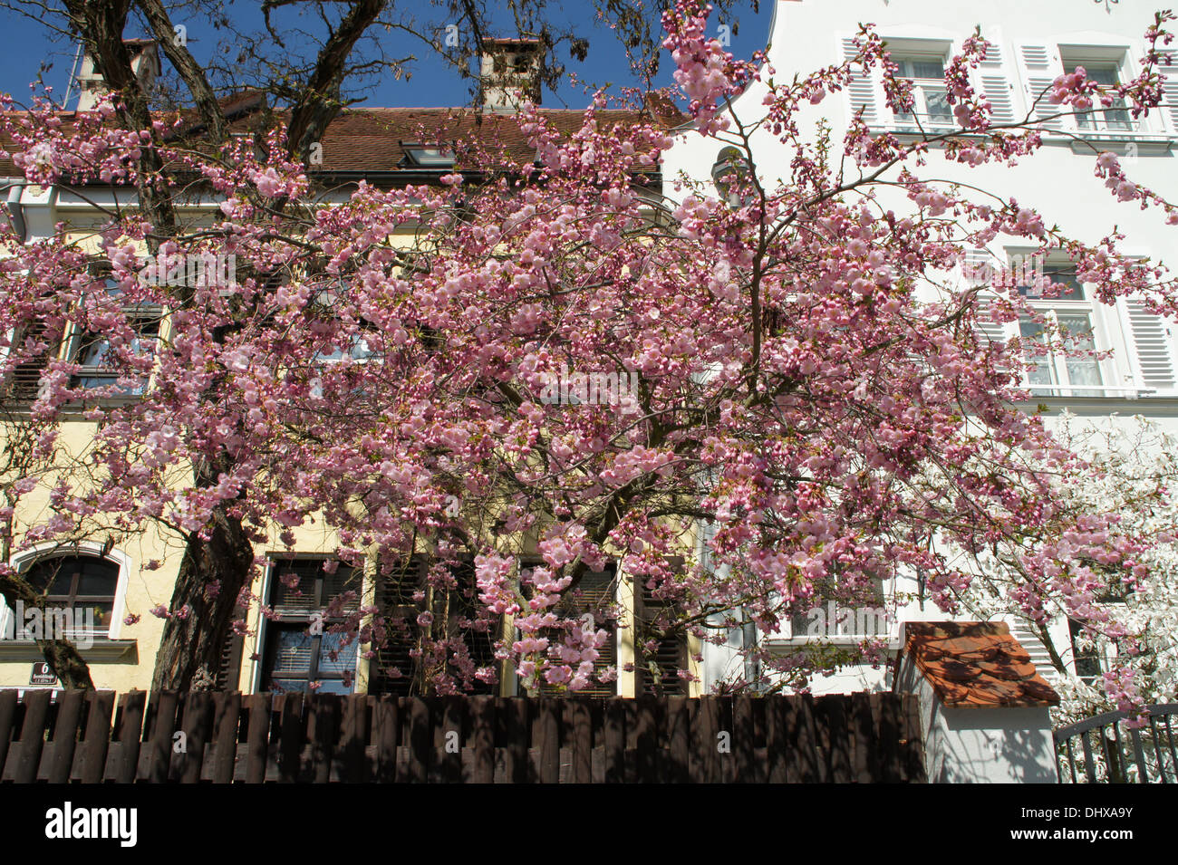 Flowering cherry Stock Photo