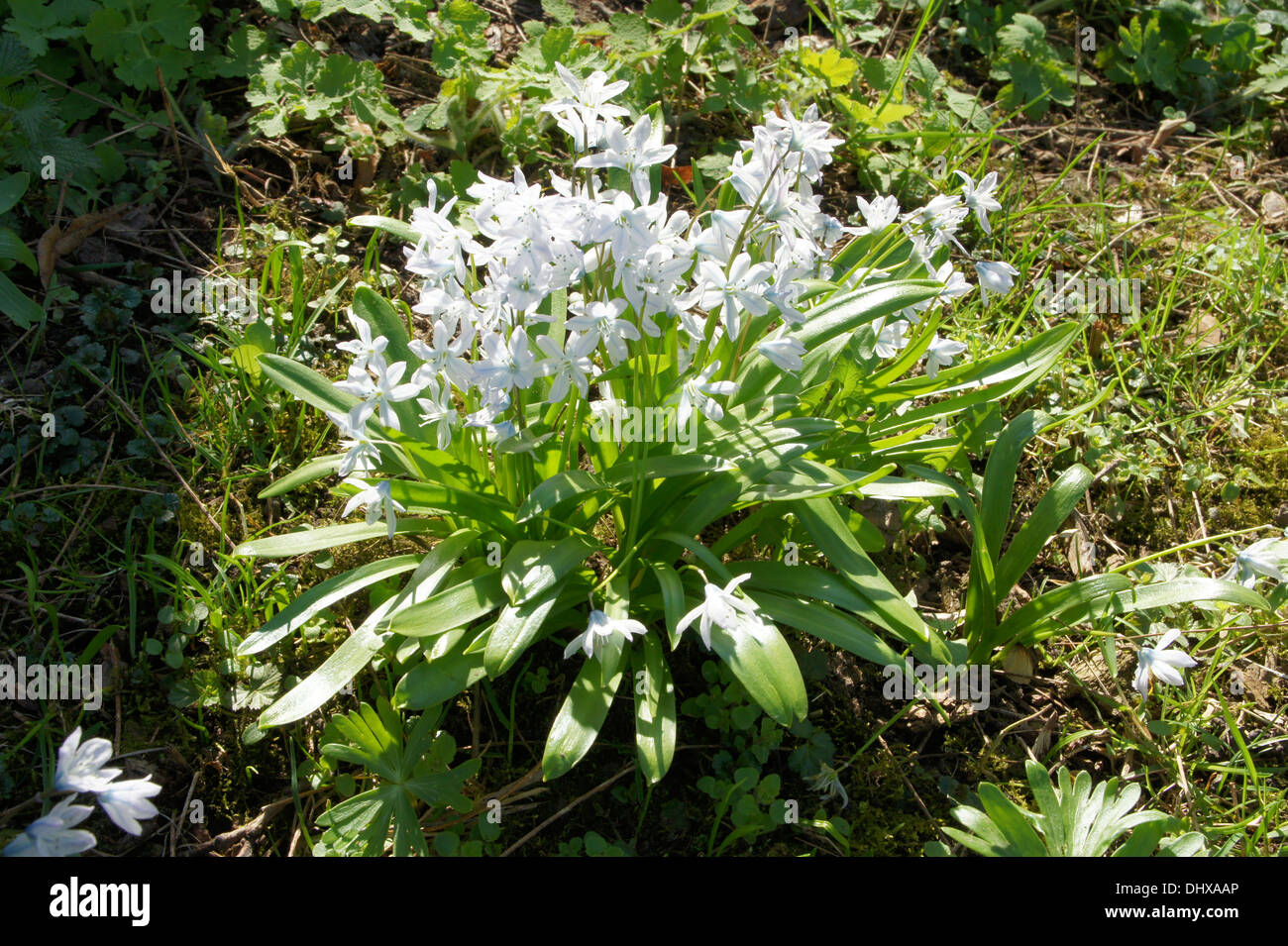 Striped squill Stock Photo