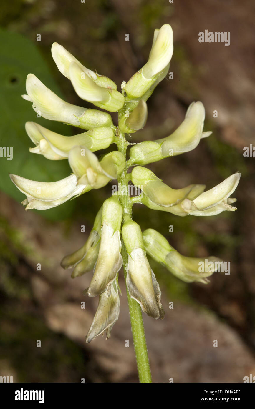 Wild Liquorice, Astragalus glycyphyllos Stock Photo