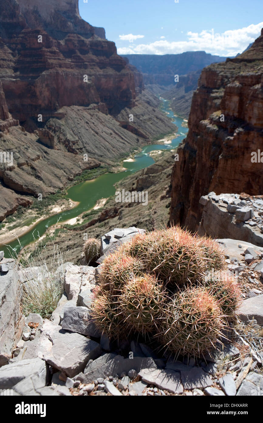 A cluster of Echinocactus polycephalus or MAny headed barrel cactus high atop a cliff inside the Grand Canyon, Arizona, USA Stock Photo