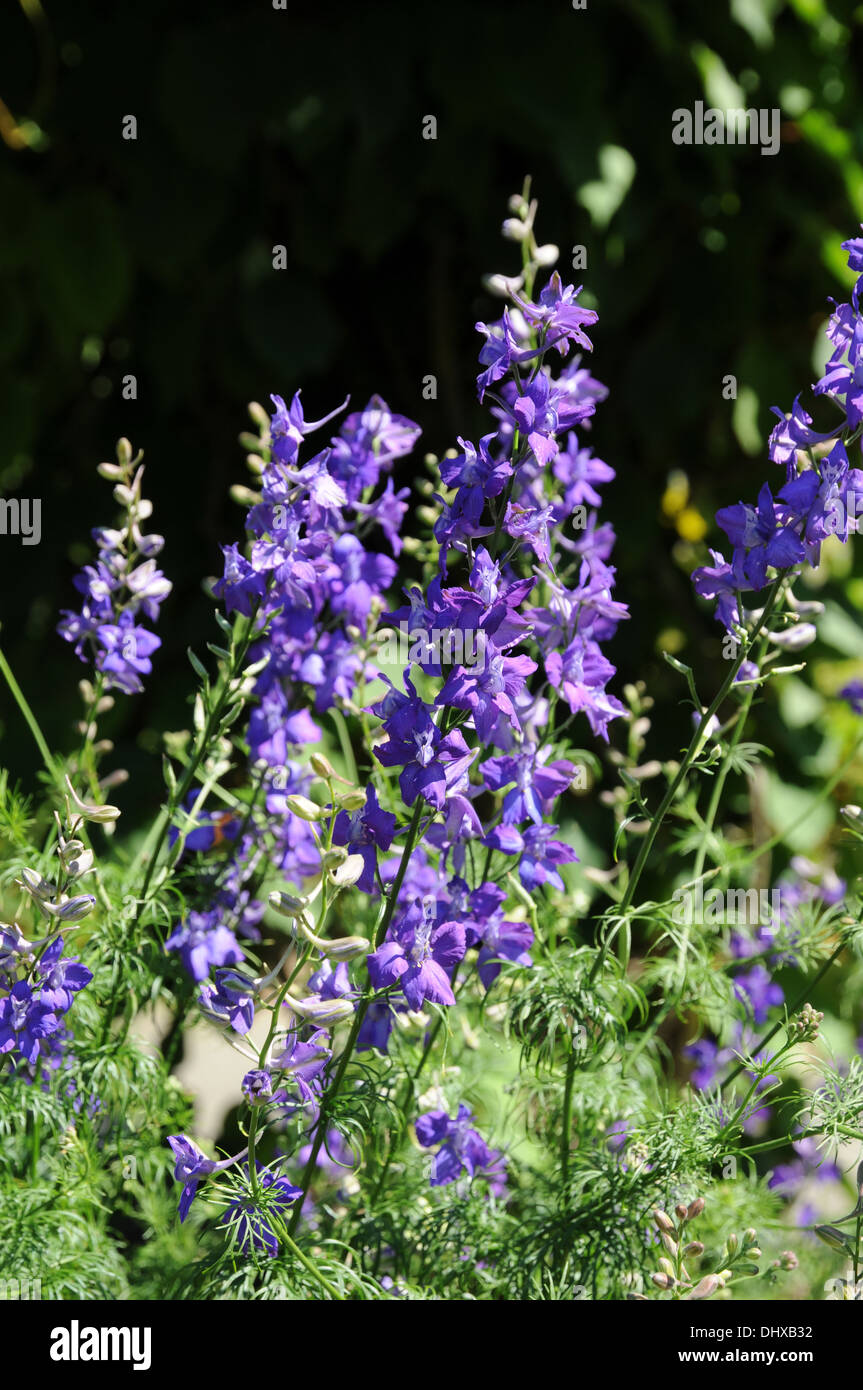 Forking larkspur hi-res stock photography and images - Alamy