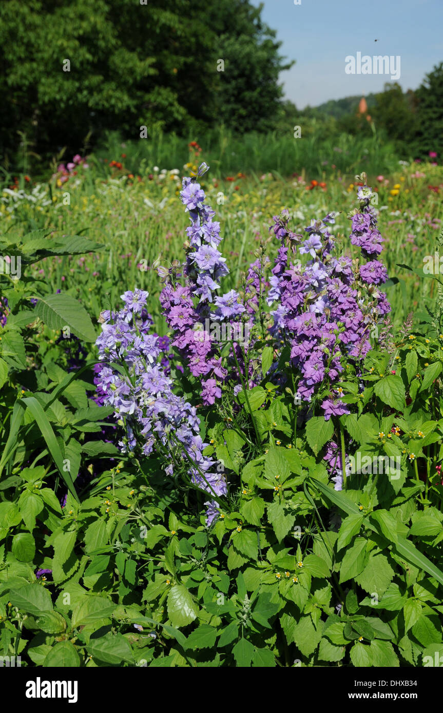 Forking larkspur hi-res stock photography and images - Alamy