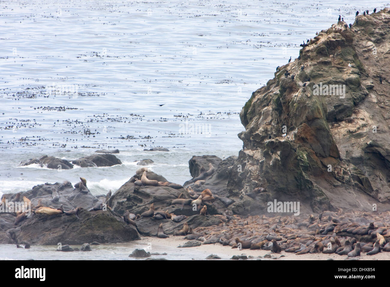Sea lions lounge on the rock of Simpson Reef and Shell Rock near Cape Arago along the Oregon coast, Oregon. Stock Photo