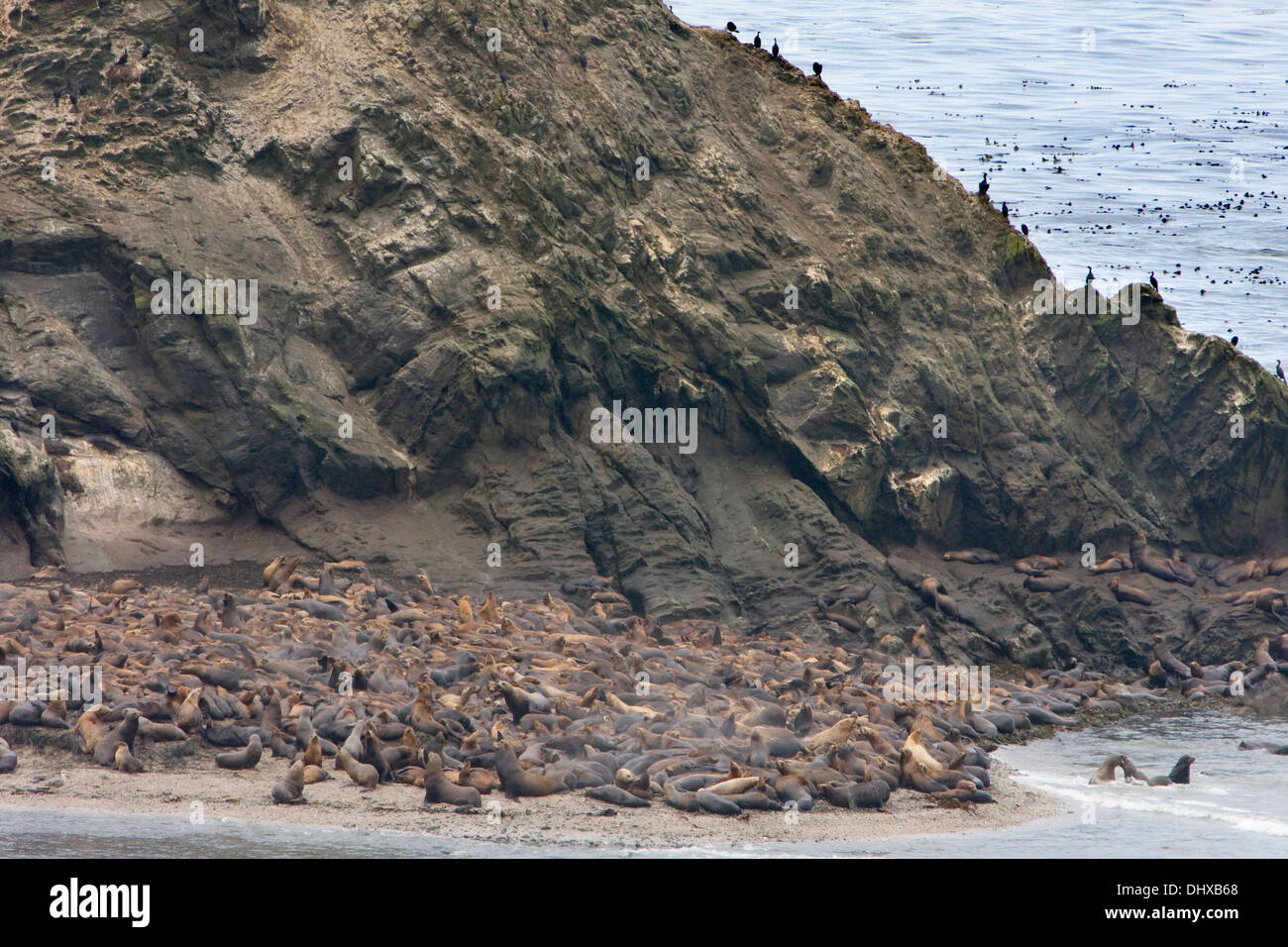 Sea lions lounge on Shell Rock along the Simpson Reef near Cape Arago, Oregon coast, Oregon. Stock Photo