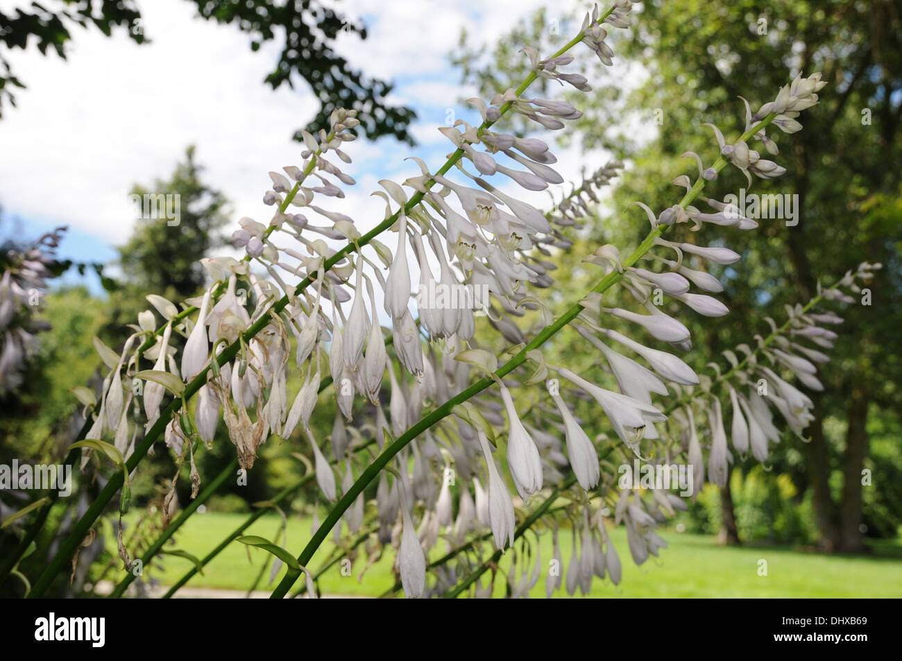 Hosta Stock Photo