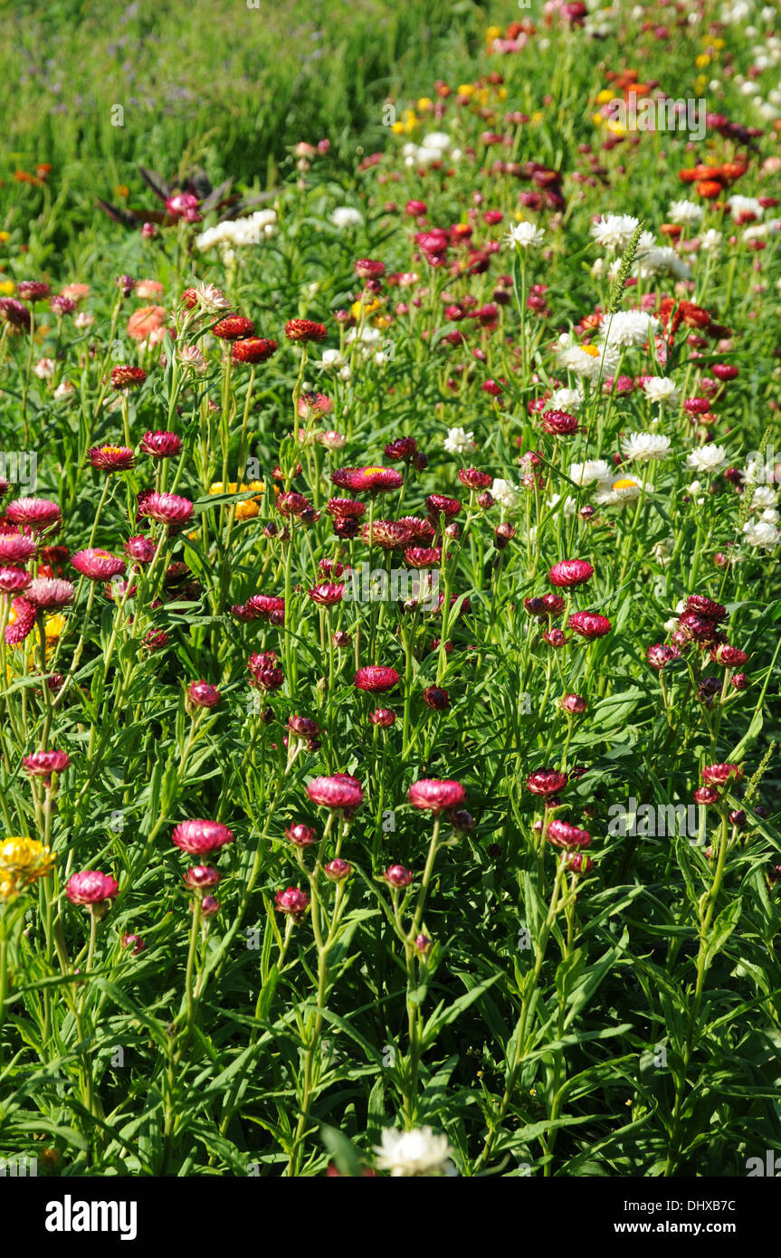 Everlasting daisies hires stock photography and images Alamy
