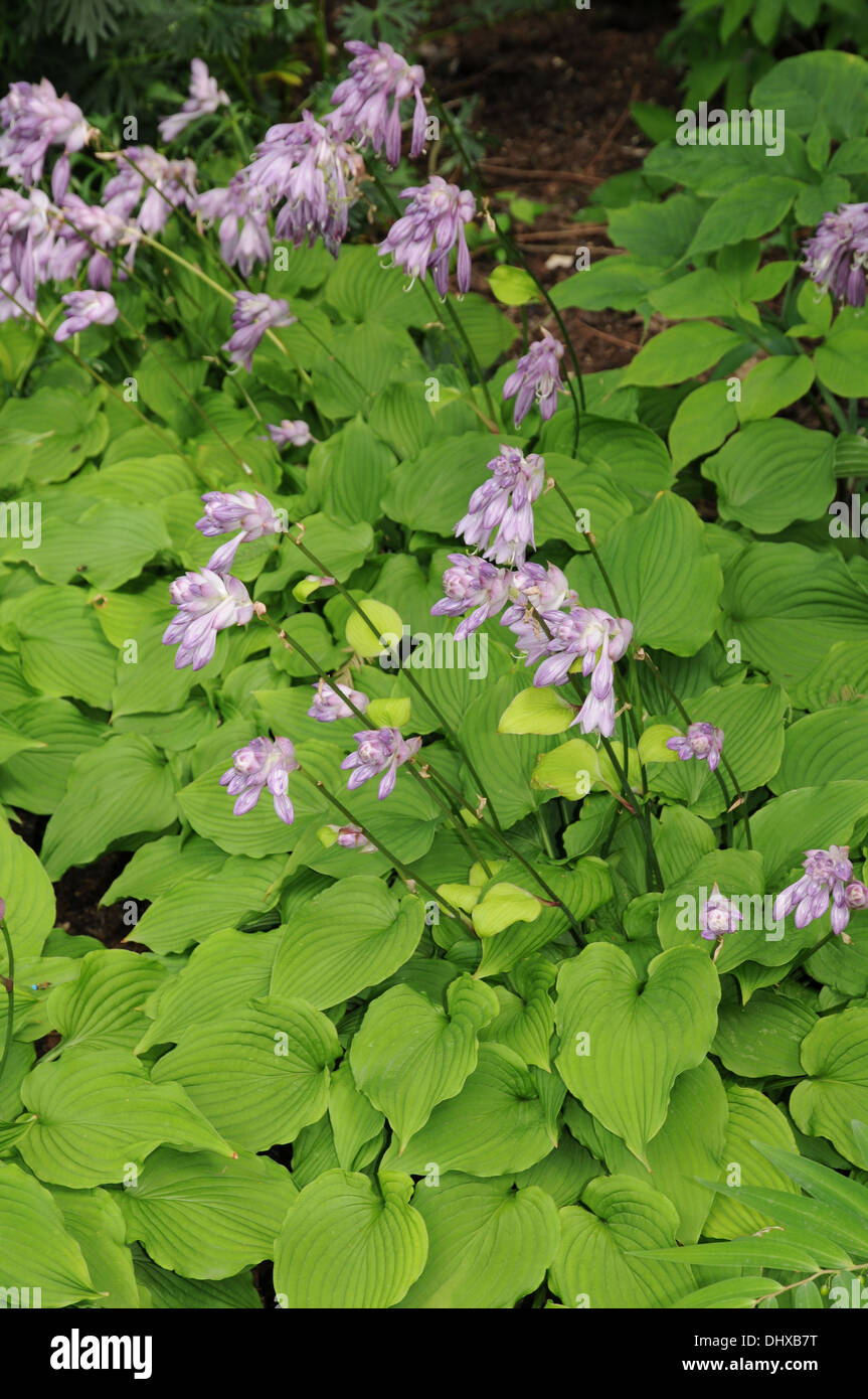 Hosta Stock Photo