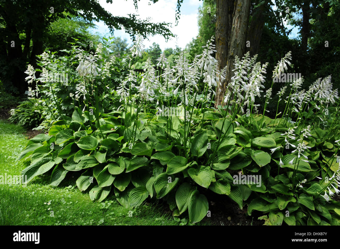 Hostas Stock Photo