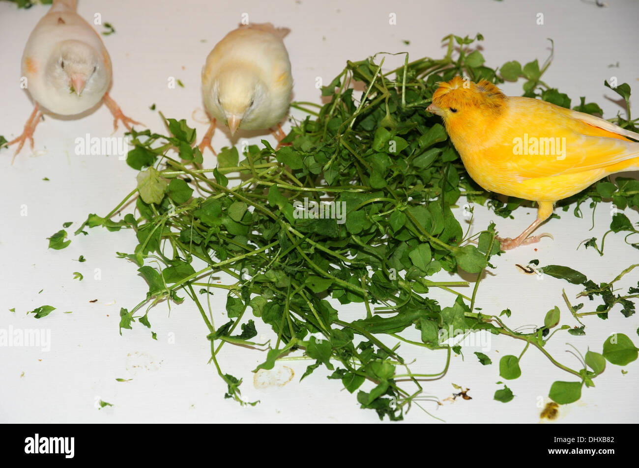 Canaries eating chickweed Stock Photo Alamy