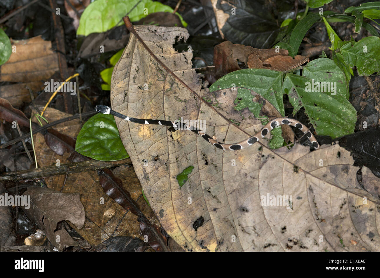 Snail-eating snake in habitat Stock Photo