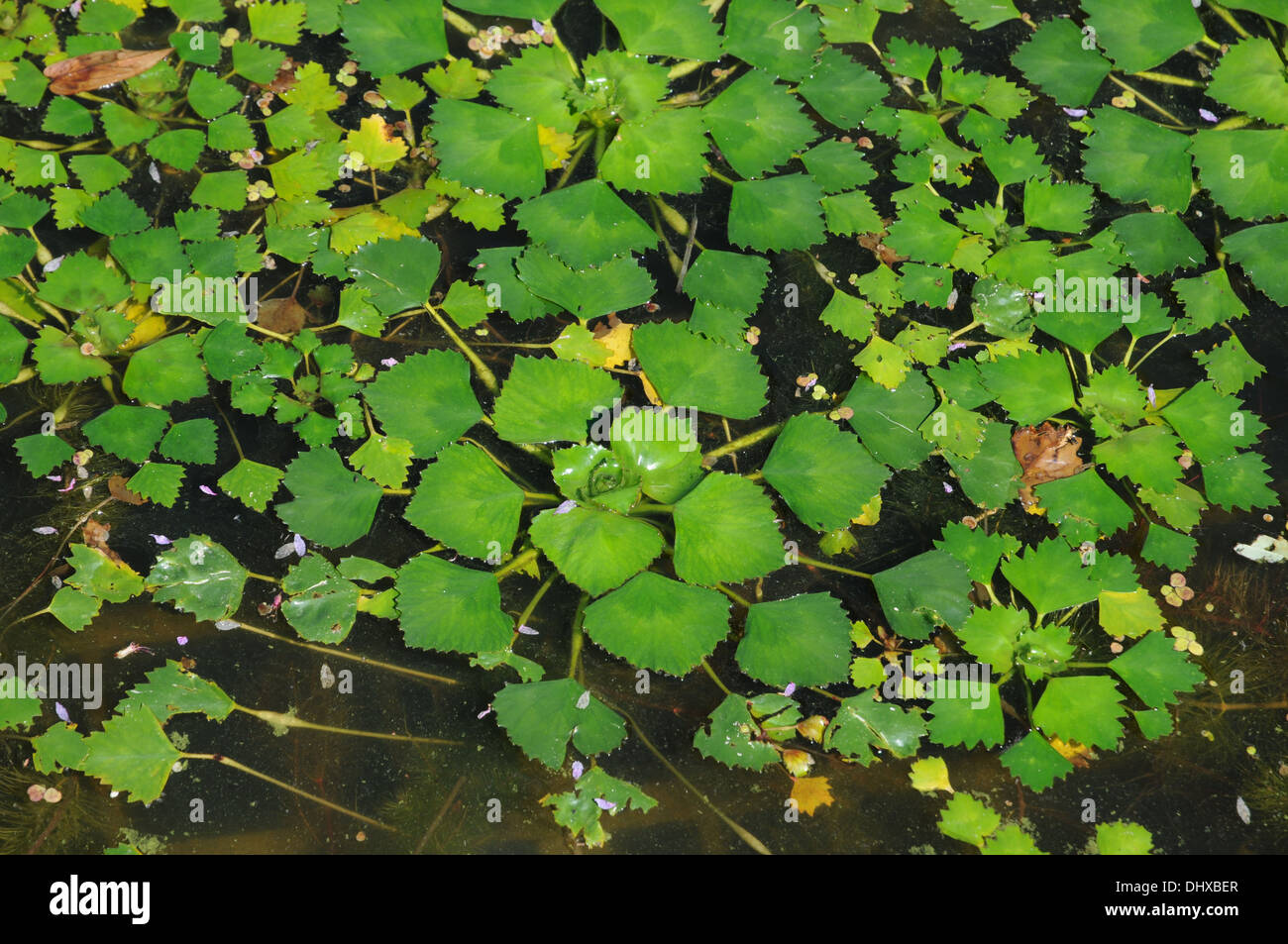 Water chestnut Stock Photo