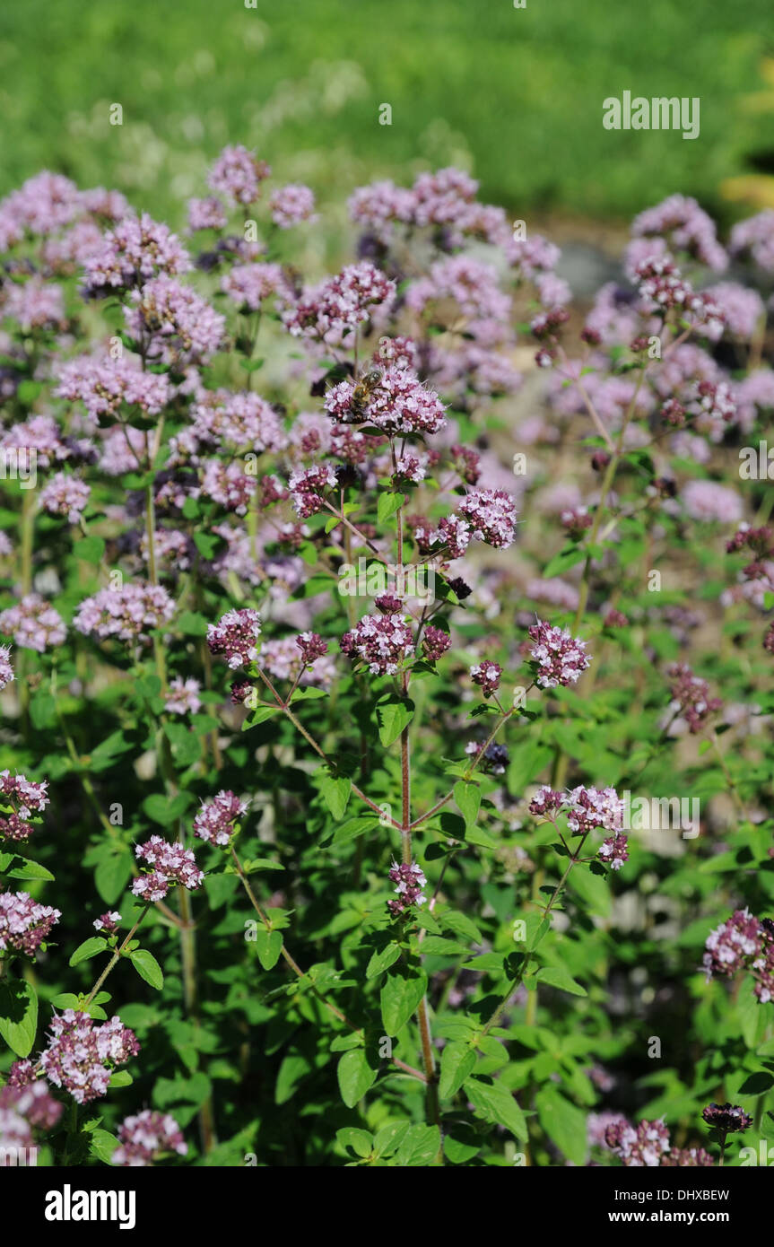 Pot marjoram hires stock photography and images Alamy