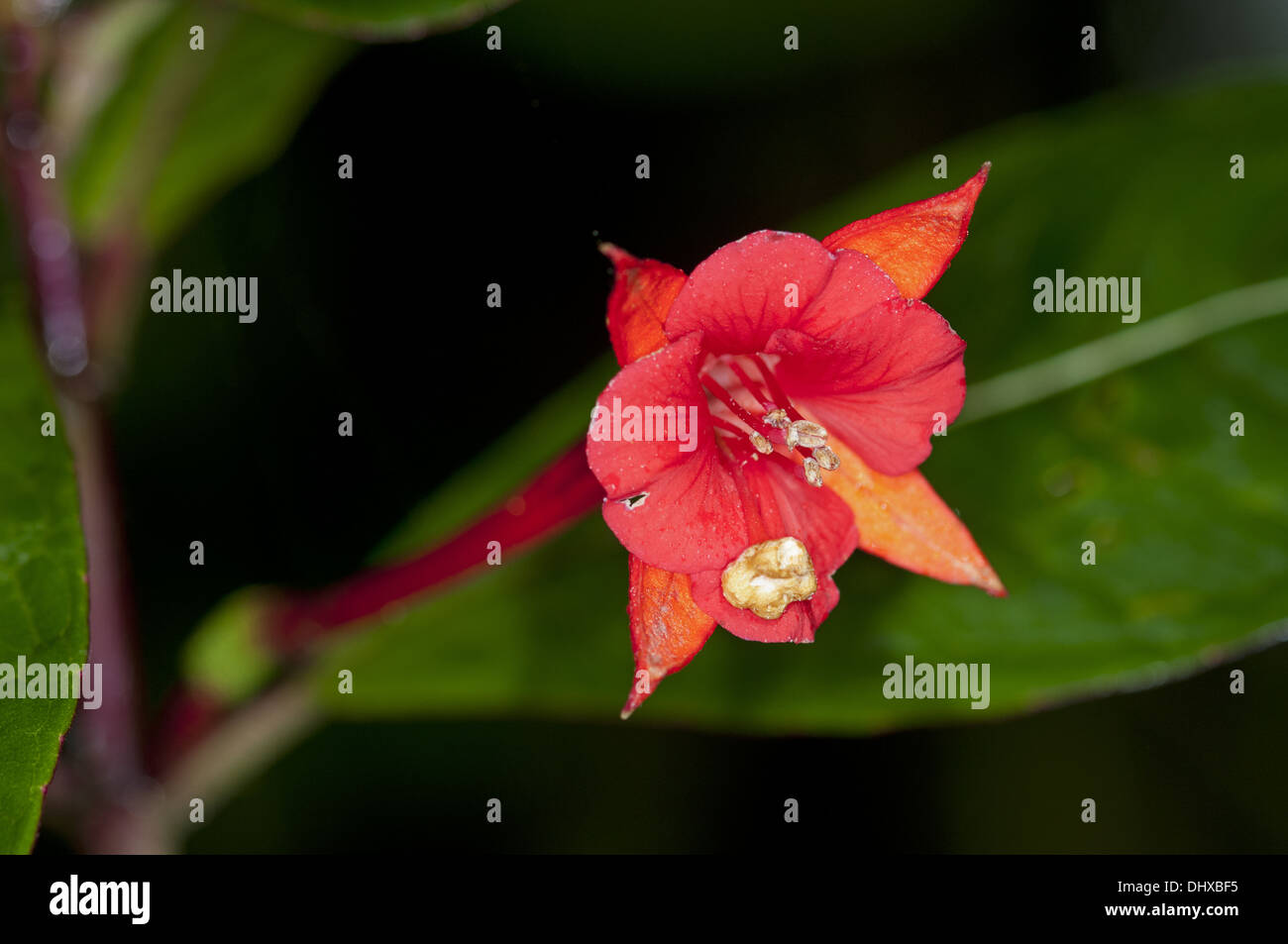 Begonia flower in habitat Stock Photo