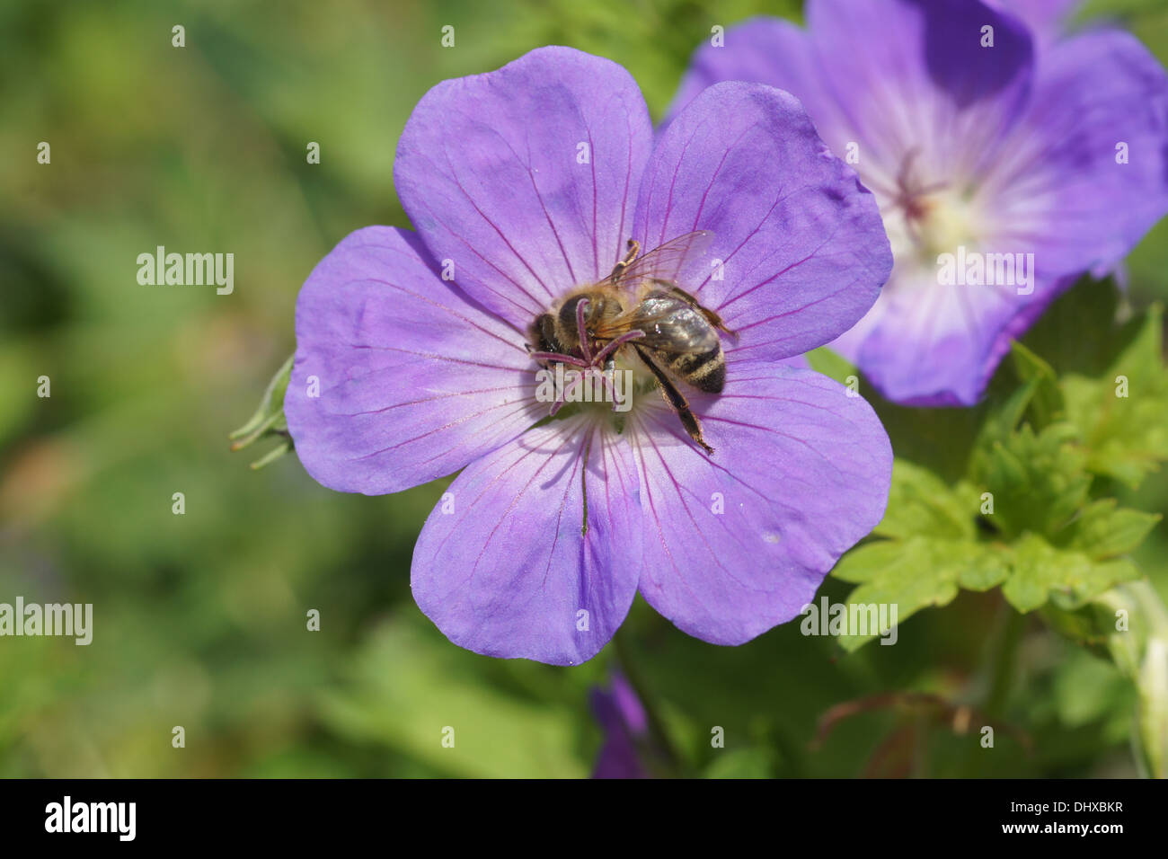 Bimalya Insect Himalayan insects hi-res stock photography and images - Alamy