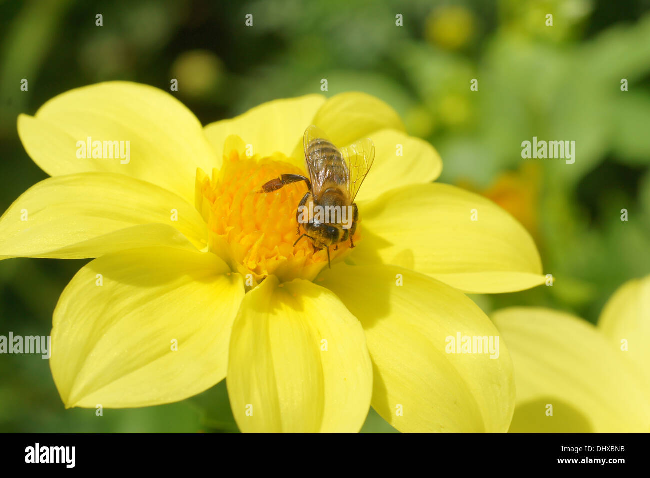 Dahlias insects hi-res stock photography and images - Alamy