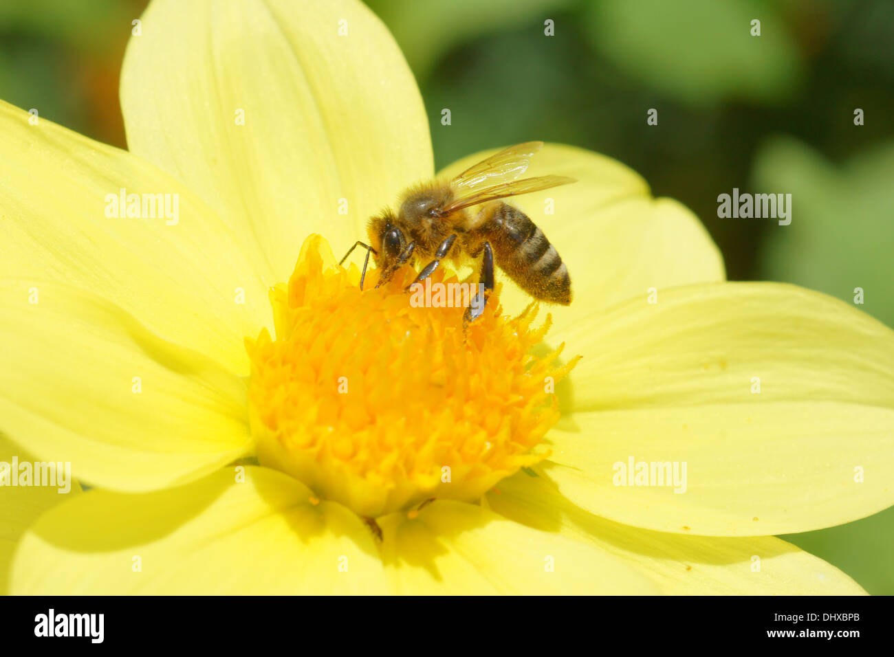 Dahlia insects hi-res stock photography and images - Alamy