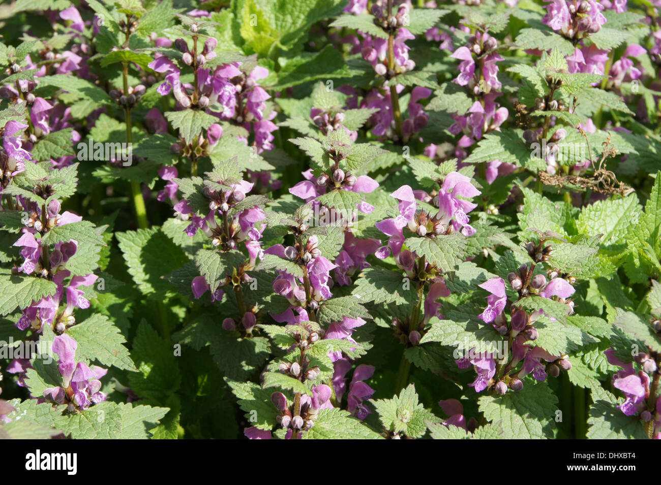 Spotted deadnettle Stock Photo