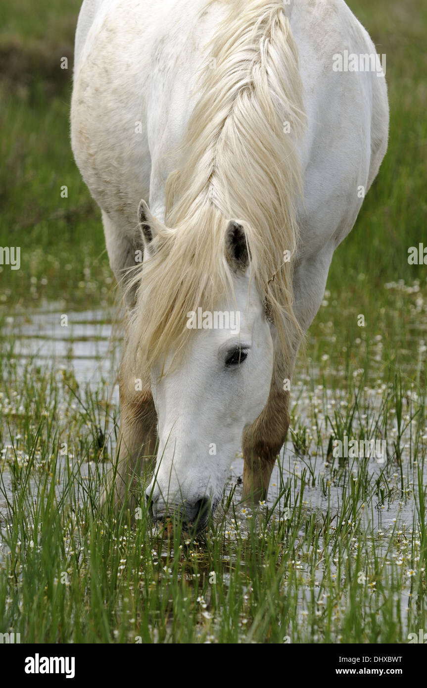 Camargue horse feeding on plants in a swamp Stock Photo