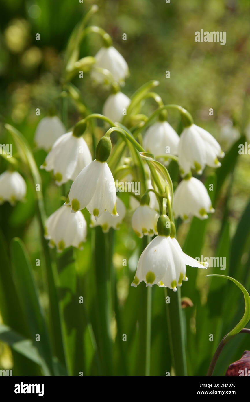 Summer-snowflake Stock Photo