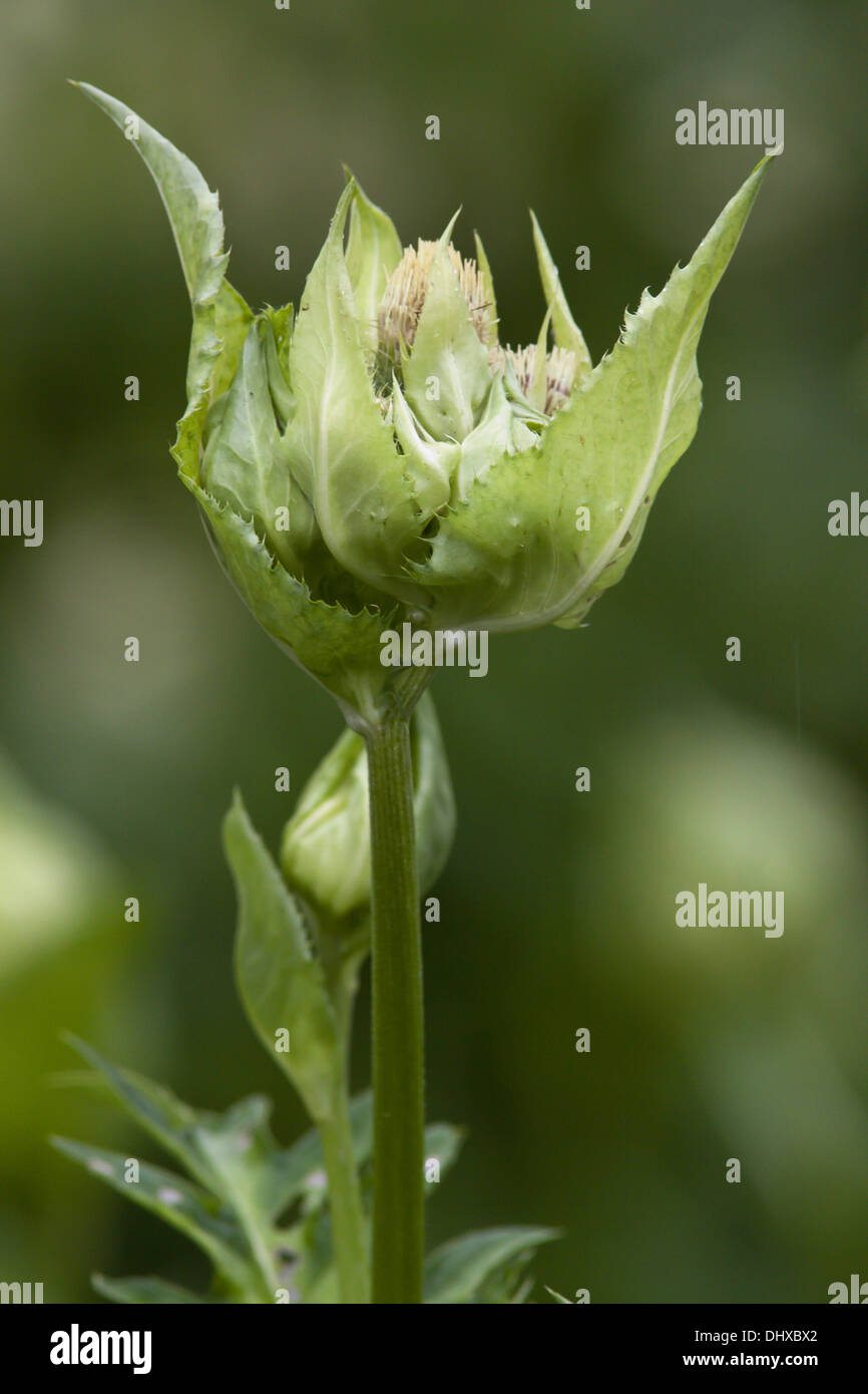 Cirsium oleraceum, Cabbage Thistle Stock Photo