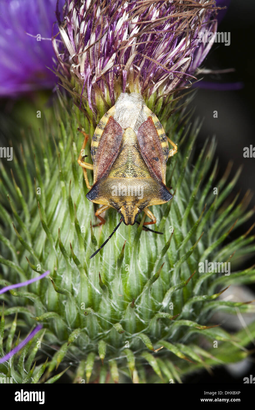 Carpocoris fuscispinus, Shield Bug species Stock Photo