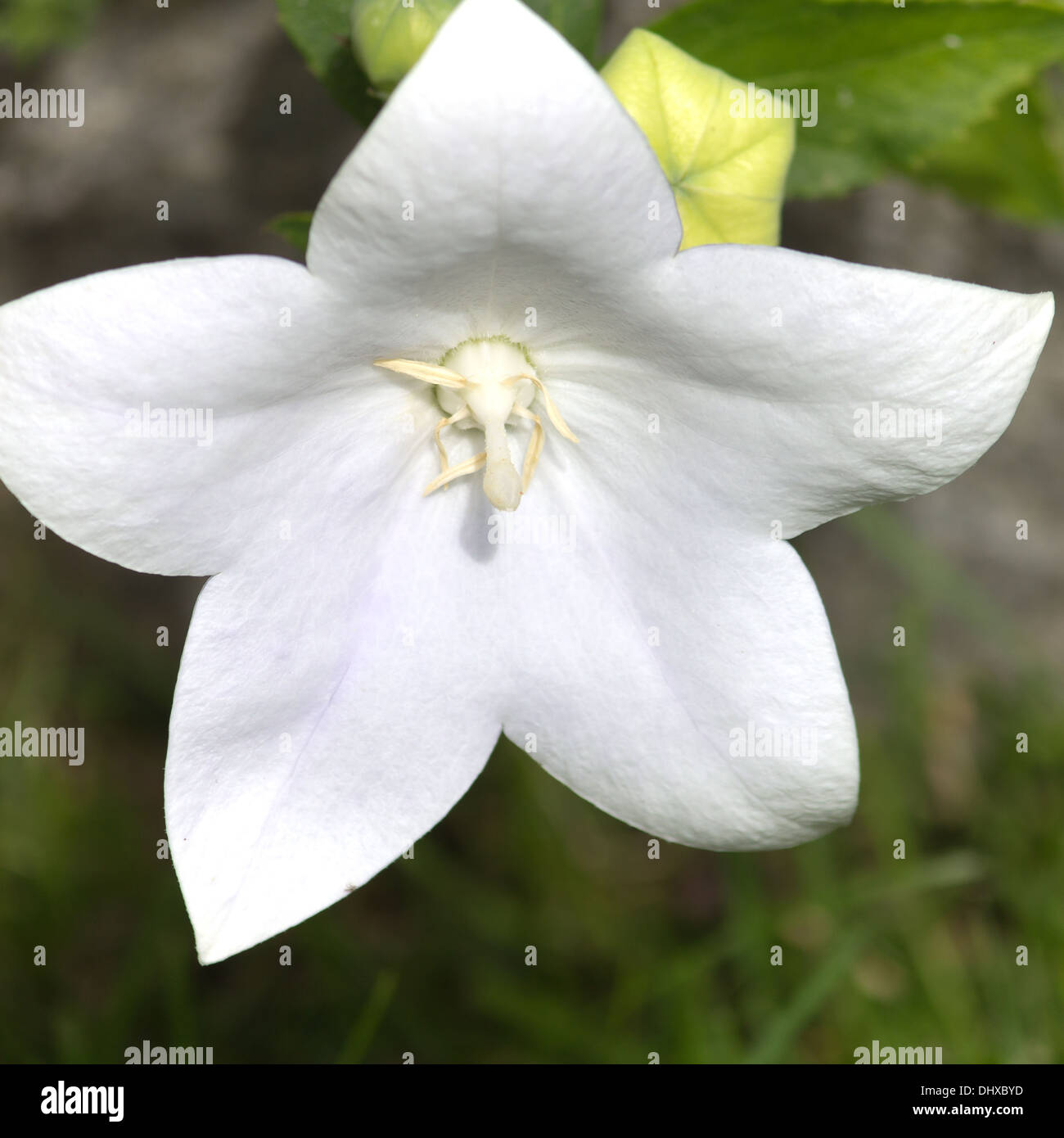Balloon flowers hires stock photography and images Alamy