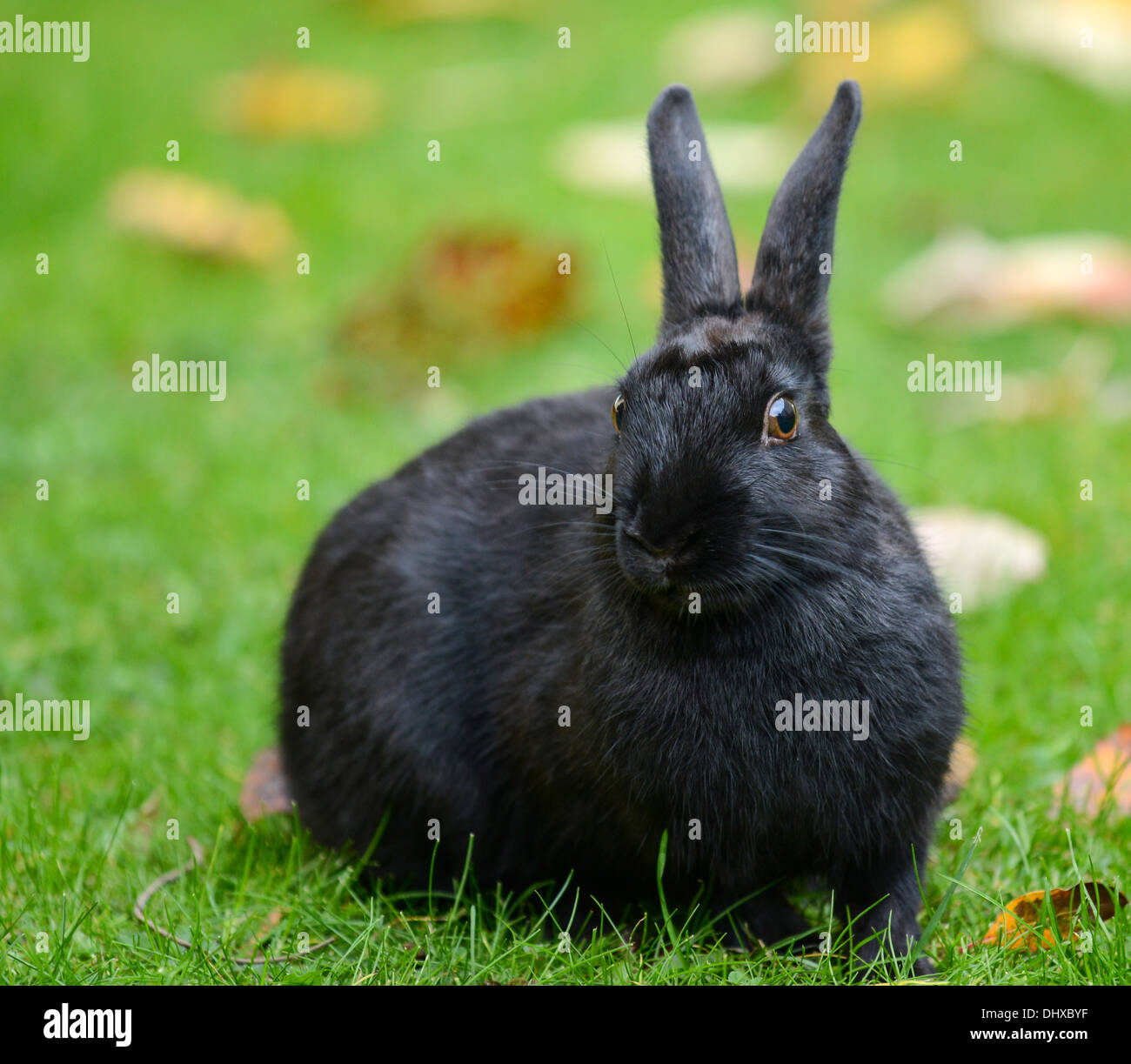 Black rabbit portrait Stock Photo