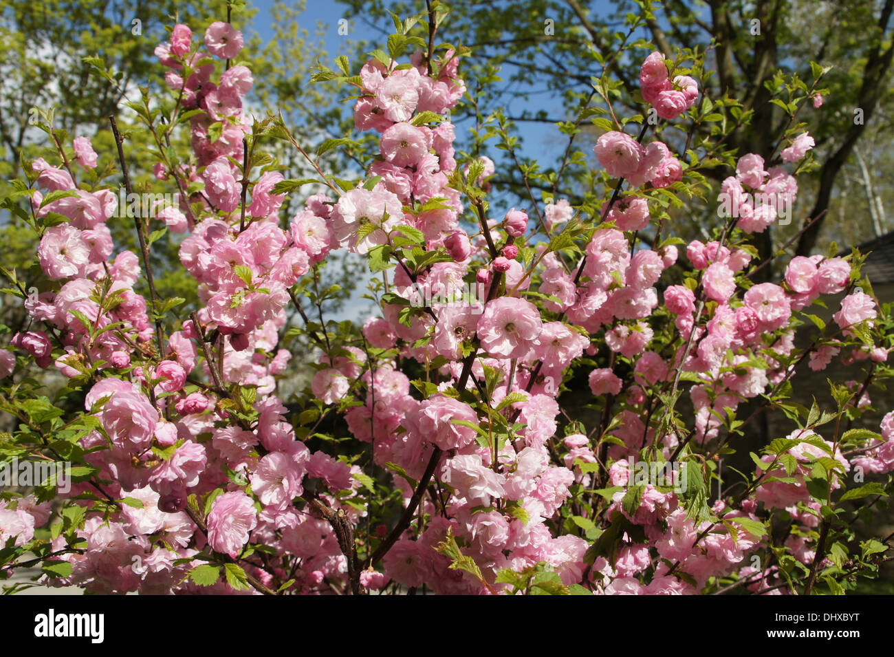 Flowering cherry Stock Photo