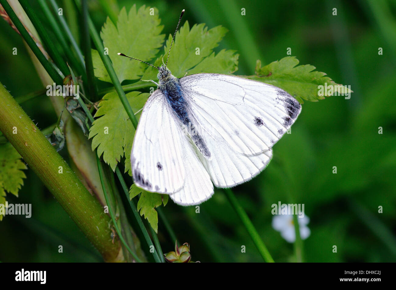 carbon white butterfly Stock Photo