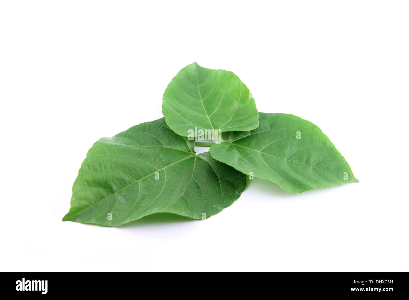 Green leaves shaped like heart on white background Stock Photo - Alamy