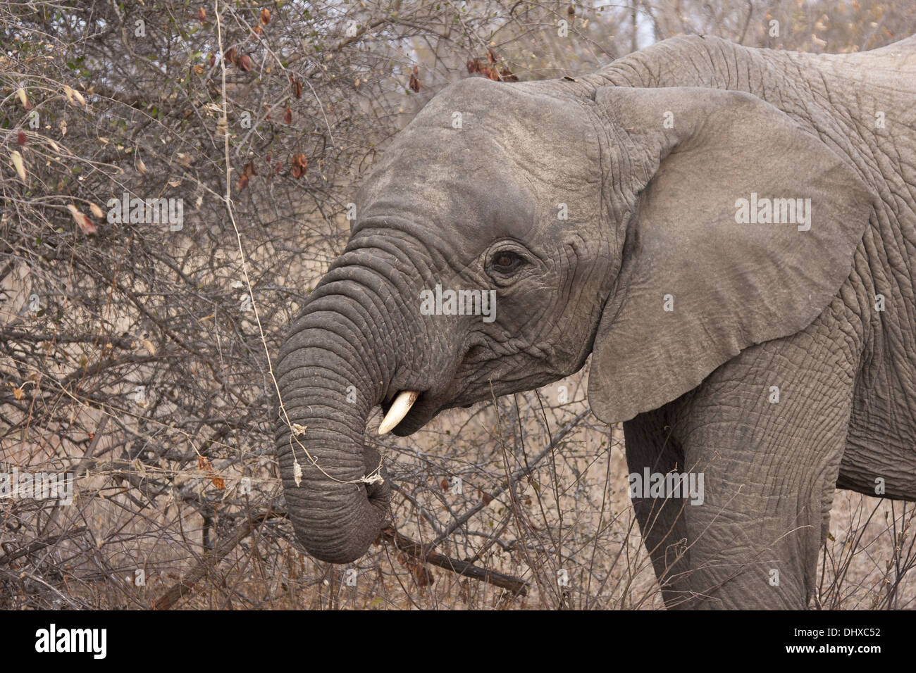 Young elephant (loxodonta africana) Stock Photo