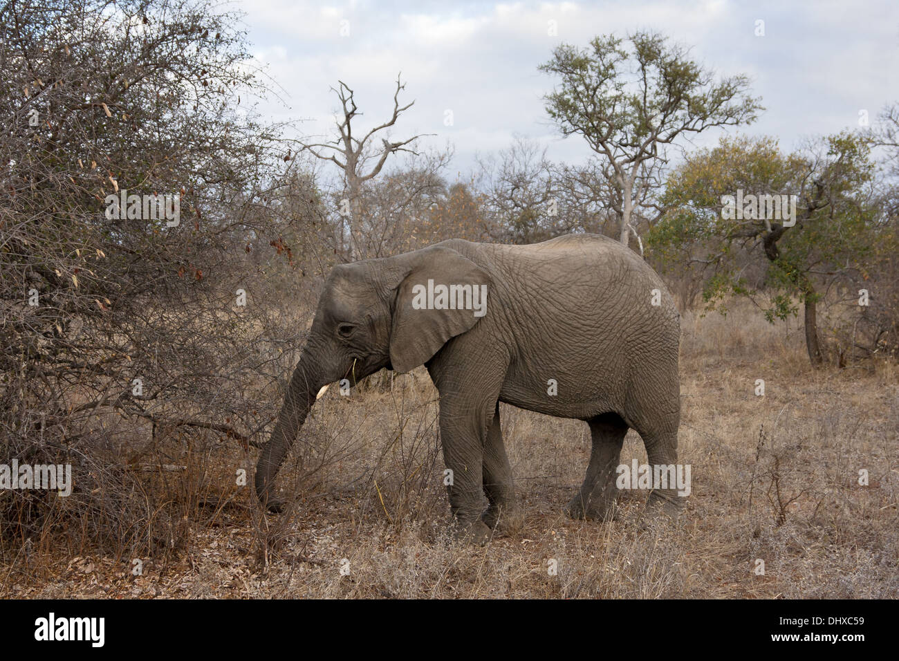 Young elephant in the bush (loxodonta africana) Stock Photo