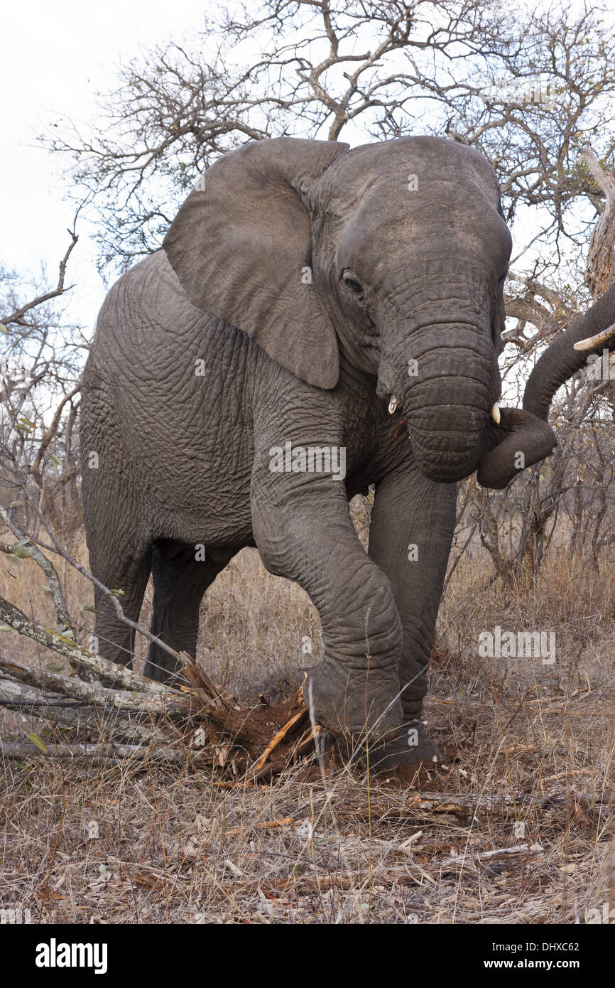Young elephant (africana loyal) Stock Photo