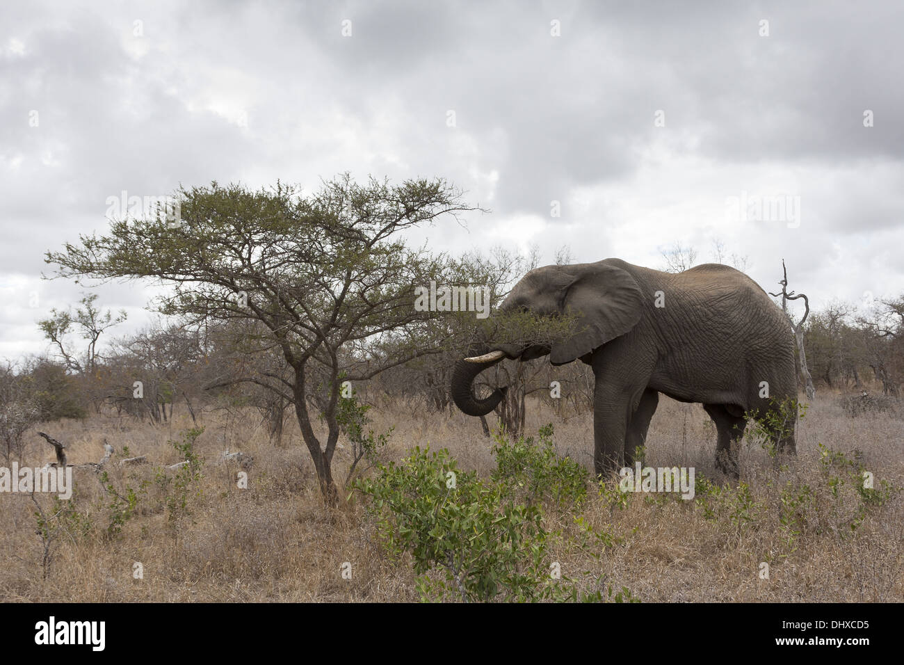 Elephant (loyal africana) in the bush Stock Photo